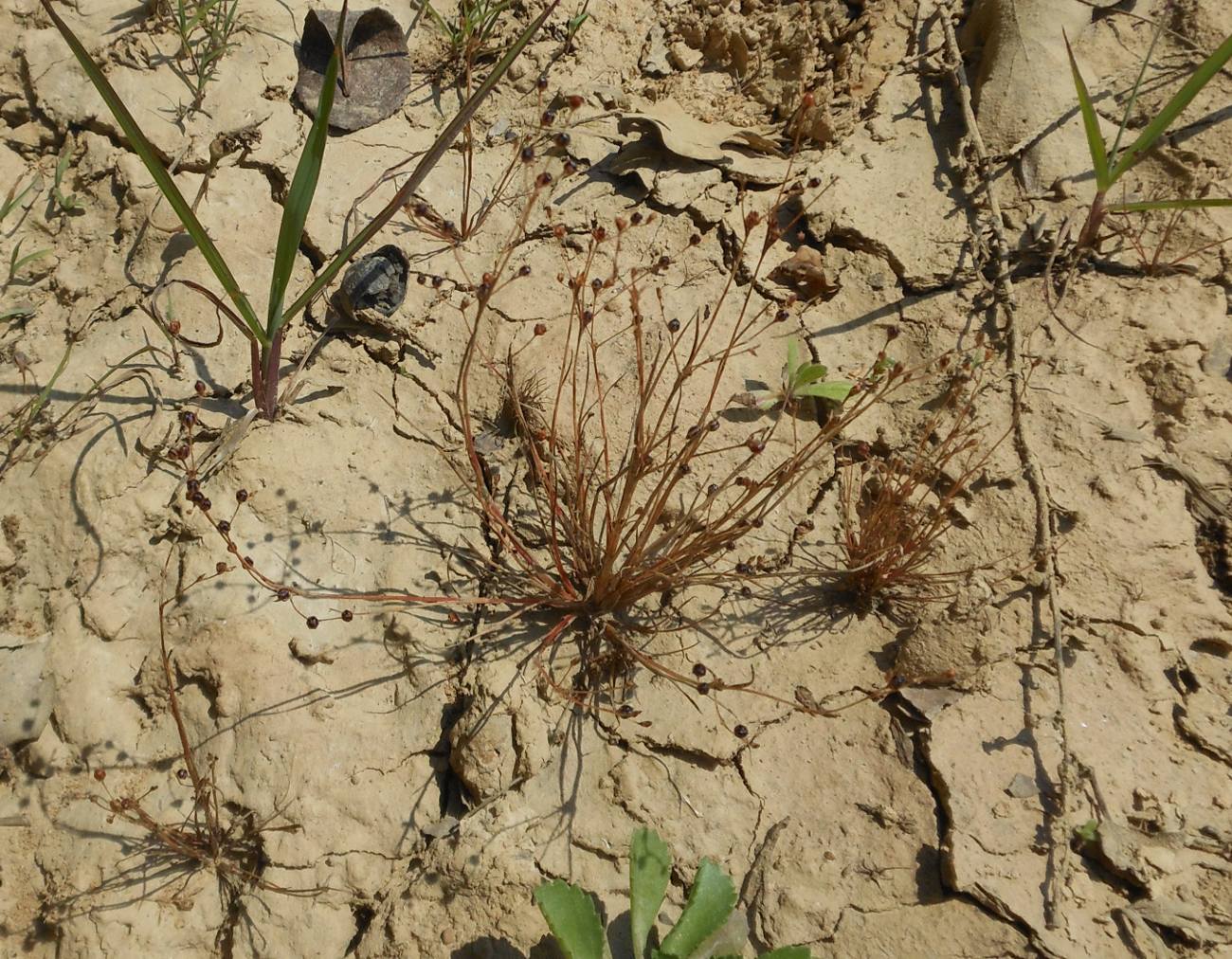 Juncus tenageia Ehrh. / Giunco delle pozze